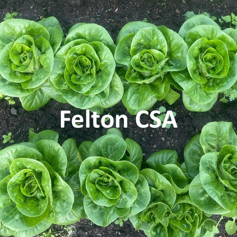 1- Felton 2024 Fall CSA - Individual and Family Shares