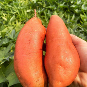 Bulk Sweet Potatoes - Covington